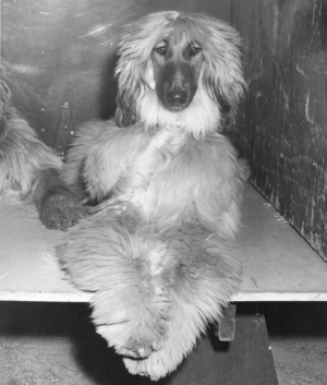 http://www.afghanhoundtimes.com Photo Alykhan Benghazi