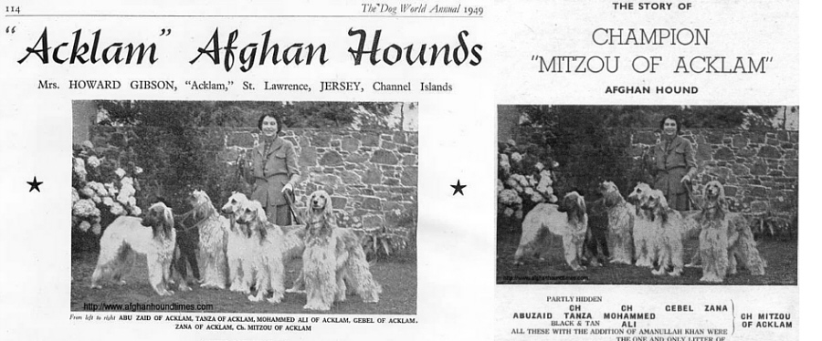 http://www.afghanhoundtimes PHOTO Acklam Advert 1949 (L) as used in the Booklet