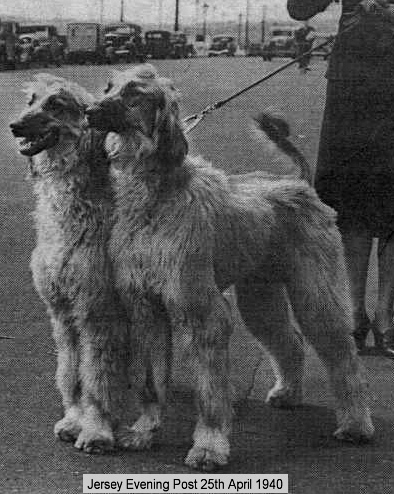 http;//www.afghanhoundtimes.com PHOTO  Mitzou Of Acklam  and Littermate  April 1940