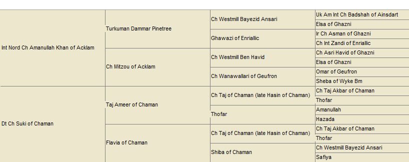 http://www.afghanhoundtimes.com PEDIGREE Bagdad Y'Hamanullah