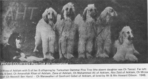 htp://www.afghanhoundtimes.com PHOTO Ch Mitsou Of Acklam and some offspring 1948