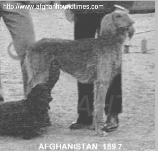 http://www.afghanhoundtimes.com PHOTO Afghan hound in Afghanistan 1897