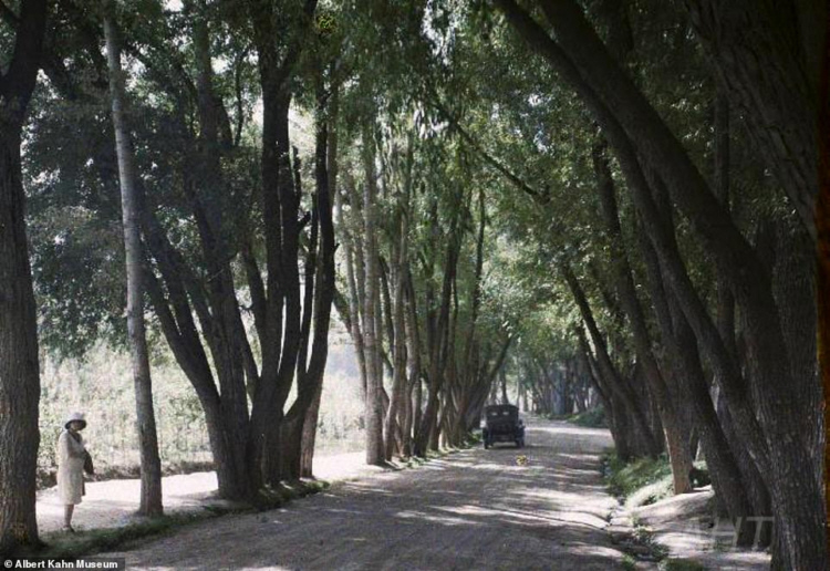 http://www.afghanhoundtimes.com PHOTO Tree lined avenue  in Kabul in 1928