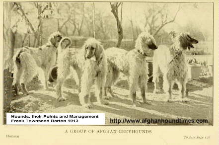 http://www.afghanhoundtimes.com Capt Barff's Hounds in India