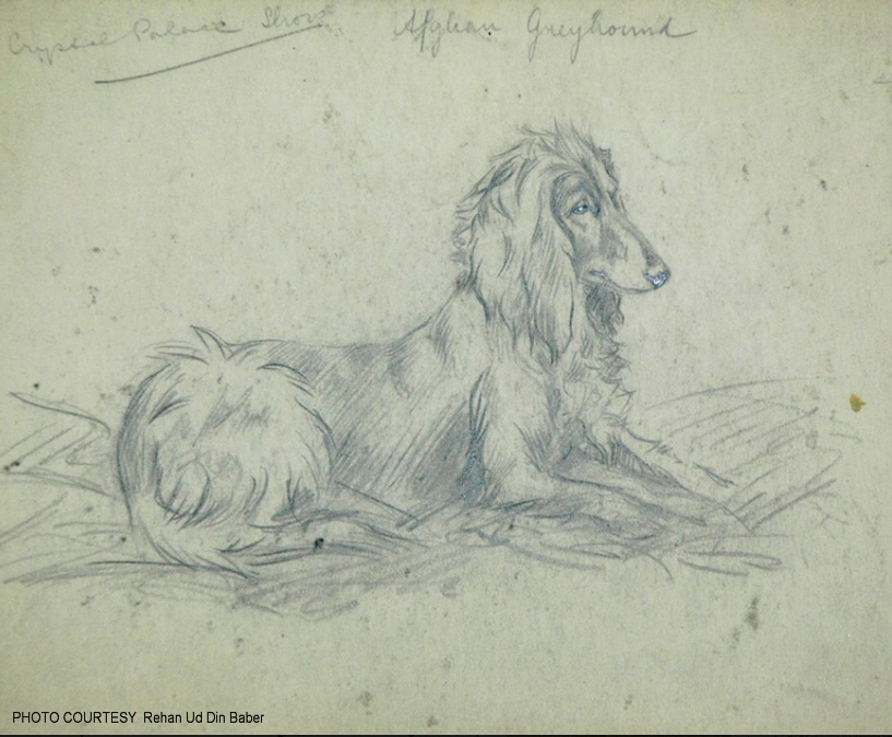http://www.afghanhoundtimes.com Sketch by Marguerite Kirmse  c 1907