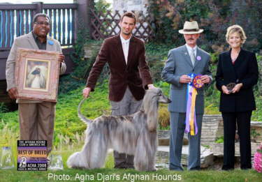 Afghan Hound Times - Agha Djari's Reflection Of Xenos AHCA BOB 2008