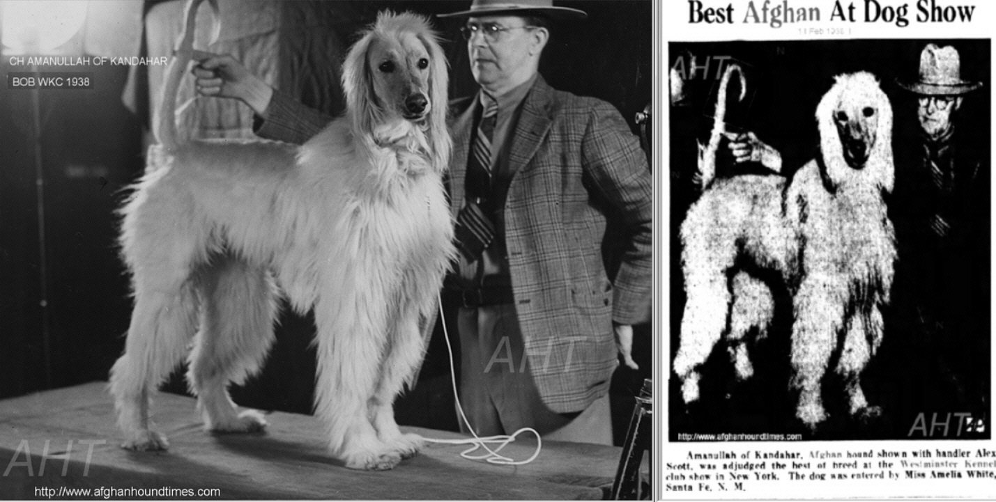 http://www.afghanhoundtimes.com Afghan Hound Times Photo - Amanullah Of Kandahar