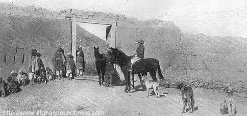 Afghan Hound Times The Land Of The Afghan Hound by Mary Amps 1930