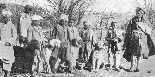 Afghan Hound Times The Land Of The Afghan Hound by Mary Amps 1930