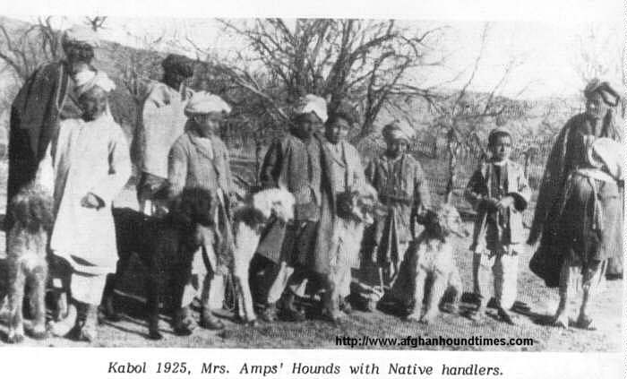 Afghan Hound Timess - The Hound In Afghanistan, Mary Amps 1932