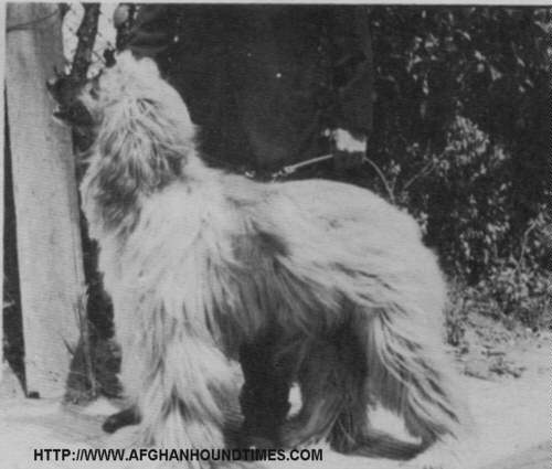 Afghan Hound Times - CH MOHAMMED ZAHIR OF KANDAHAR (ARG)