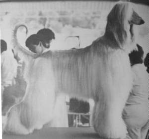 Afghan Hound Times - photo Coastwind Pina Colada