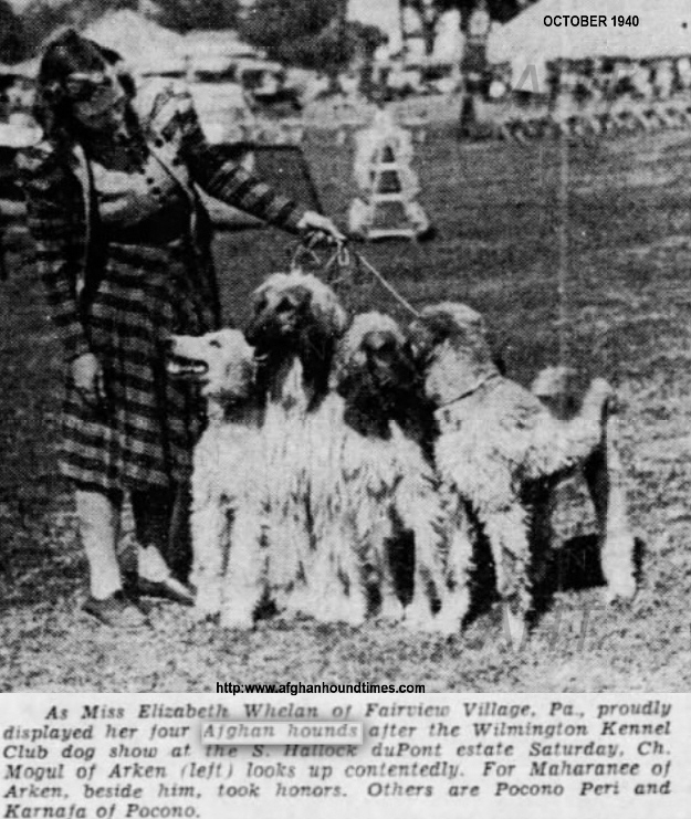 http://www.afghanhoundtimes.com Photo Ch Mogul Of Arken