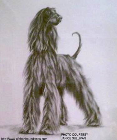 http://www.afghanhoundtimes.com Afghan Hound Art Shirkhan of Grandeur