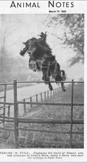 http://www.afghanhoundtimes.com PHOTO ASRI HAVID OF GHAZNI JUMPING A FENCE