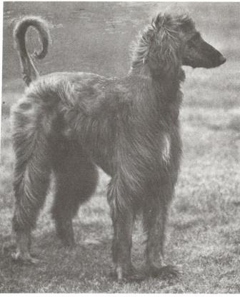 http://www.afghanhoundtimes.com PHOTOS BADSHAH OF AINSDART 1934 1935