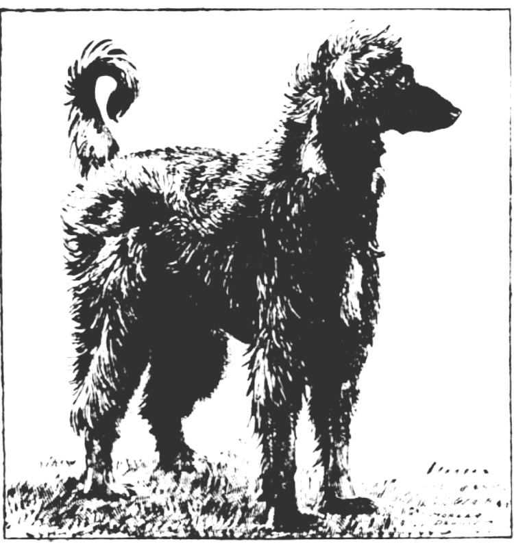 http://www.afghanhoundtimes.com PHOTOS BADSHAH OF AINSDART 1934 1935