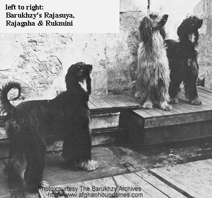 Afghan Hound Times Barukhzy Brindle Afghan Hounds