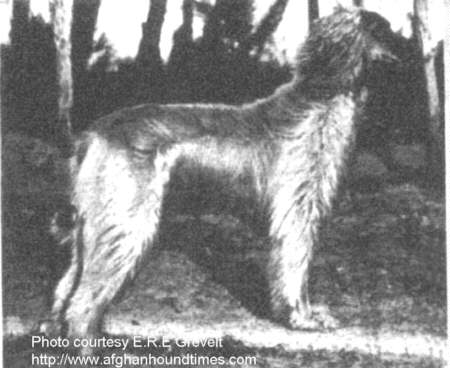 Afghan Hound Times - Barukhzy's Khan (to Vdom)