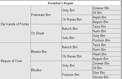 Litter 1 Dal Kanda Of Frizley x Begum Of Cove