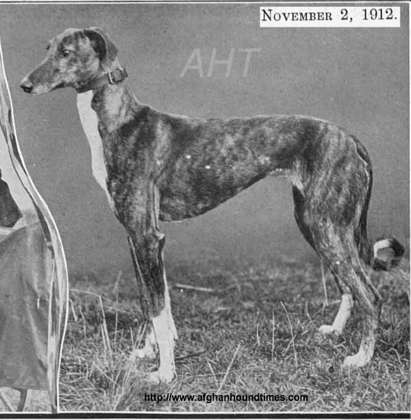 http://www.afghanhoundtimes.com PHOTO Afghan hound offsprint BAZ registered in Greyhound stud book c1912