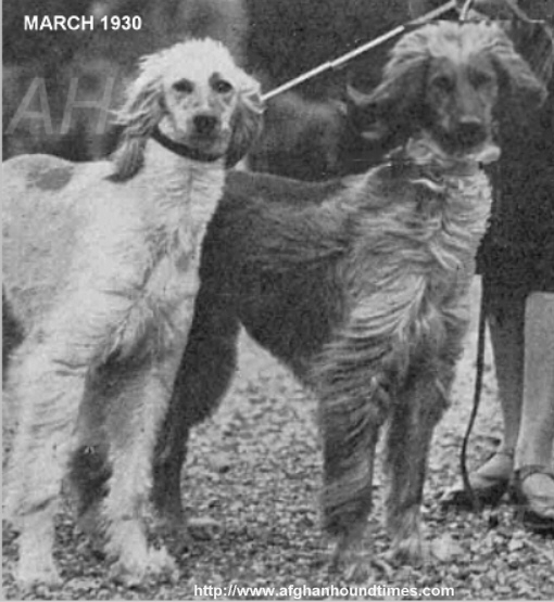 http://www.afghanhoundtimes.com Bericote, Miss Simmons Photo's Alfreda