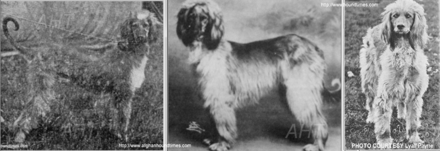 http://www.afghanhoundtimes.com Bericote, Miss Simmons Photo's Alfreda