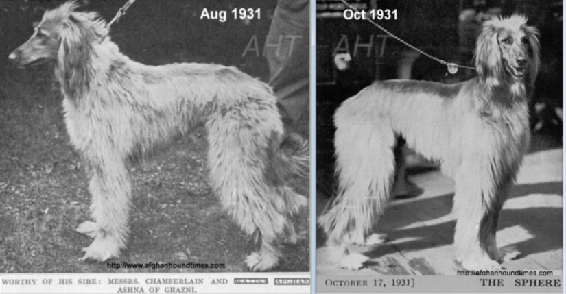 http://www.afghanhoundtimes.com PHOTO Bericote - Ashna Of Ghazni 1931