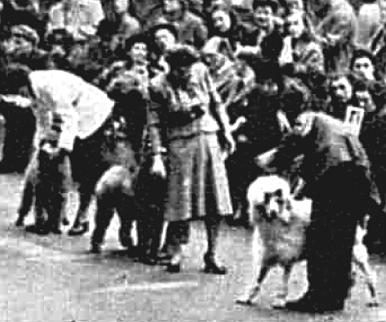 http://www.afghanhoundtimes.comMrs Blake Hoyt Judging Poodles, London, November 1946