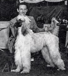 http://www.afghanhoundtimes.com Kandika's Kanda Of Aldachar
(Khanhasset's Kanda x Rudika Of Blakeen
 