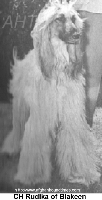http://www.afghanhoundtimes.com CH Rudika of  Blakeen, owned by  Mr Mrs Hoyt (Blakeen)  