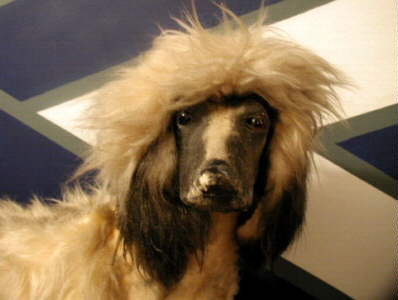 Afghan Hound Times - Bloomingdale Afghan Hound