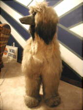 Afghan Hound Times - Bloomingdale Afghan Hound