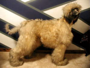 Afghan Hound Times - Bloomingdale Afghan Hound