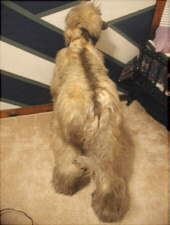 Afghan Hound Times - Bloomingdale Afghan Houndf