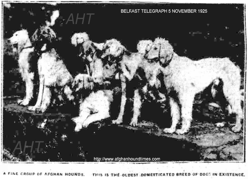 http://www.afghanhoundtimes.com Bell Murray/Cove Afghan photo gallery (The Illustrated Sporting and Dramatic News November 1925) 
