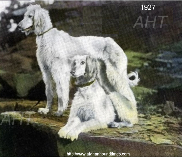 http://www.afghanhoundtimes.comHand Coloured Photo of Cove Afghan Hounds 1927