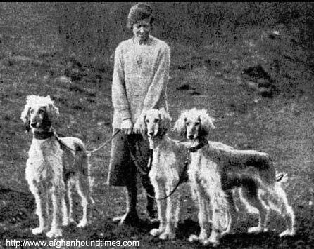 Afghan Hound Times - Jean Manson/Bell Murray /Cove Afghans Photo