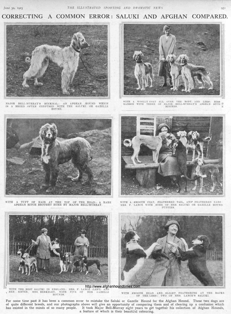 http://www.afghanhoundtimes.com Bell Murray/Cove Afghan photo gallery (The Sketch, August 1922) 