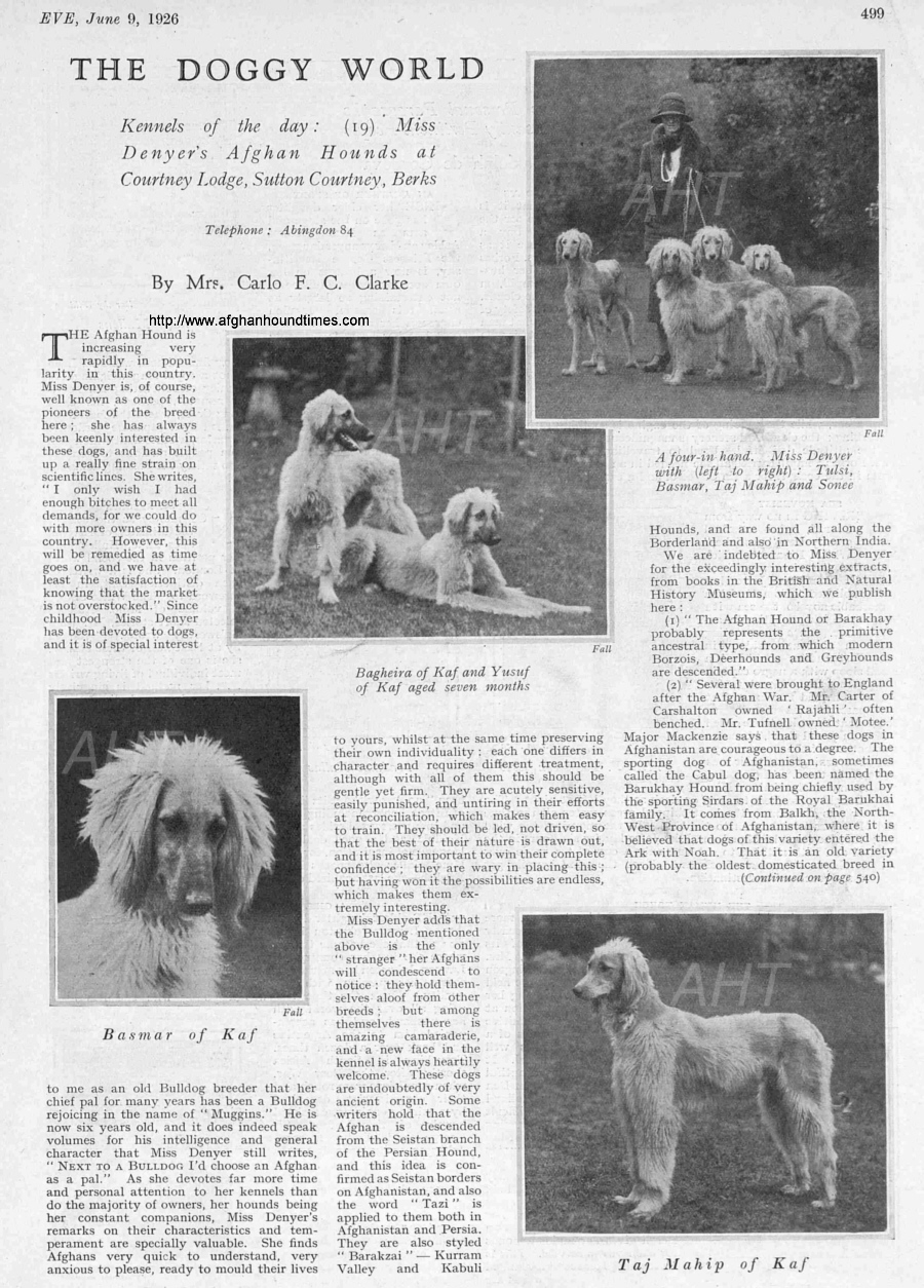 http://www.afghanhoundtimes.com Bell Murray/Cove Afghan photo gallery (The Sphere,  and the Illustrated Sporting  and Dramatic News 1923) 