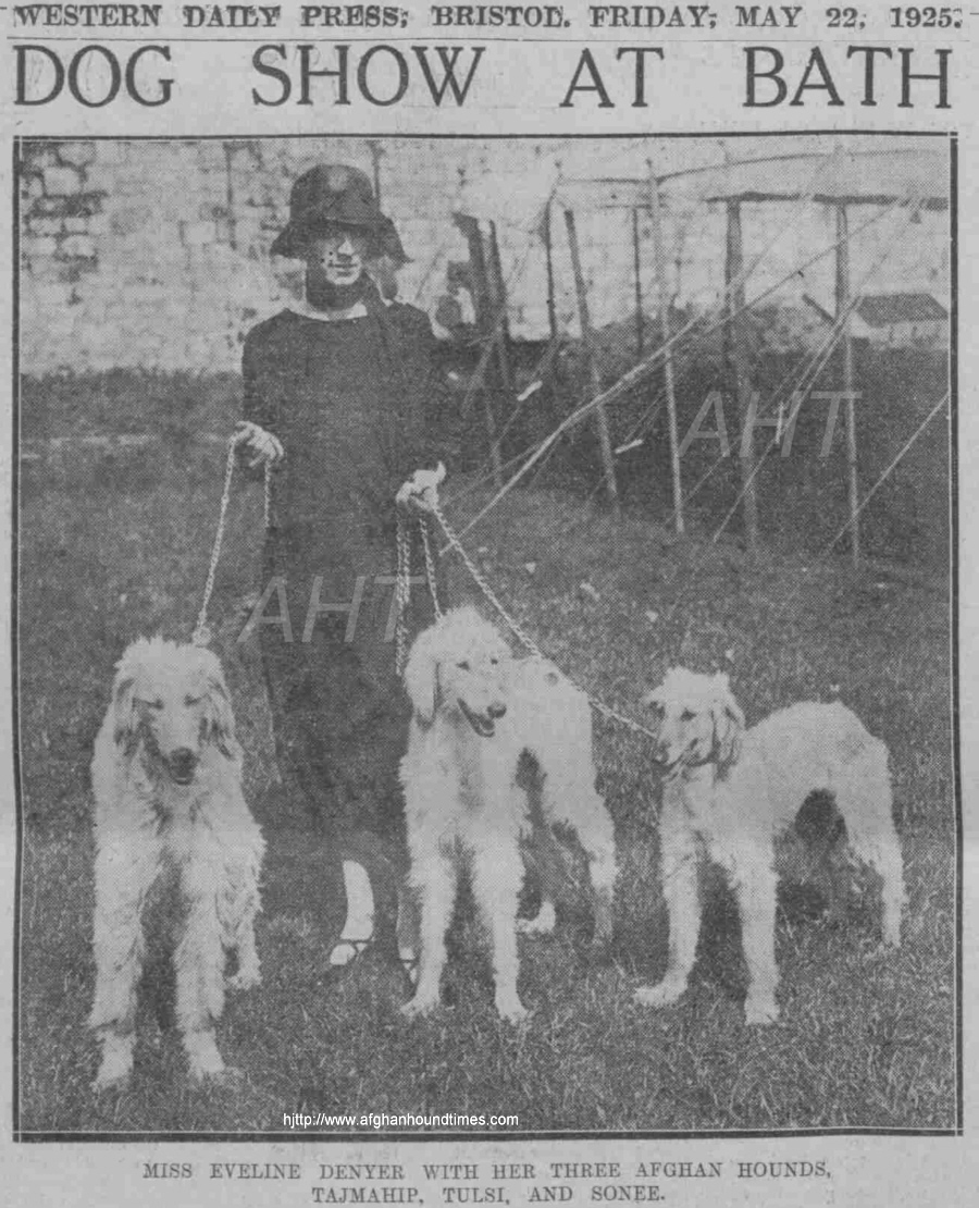 http://www.afghanhoundtimes.com Bell Murray/Cove Afghan photo gallery (Evelyn Denhyer KAF  1925) 