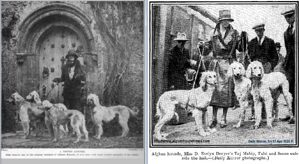 http://www.afghanhoundtimes.com Bell Murray/Cov/Kafe Afghan photo gallery (Evelyn Denhyer KAF  1925) 