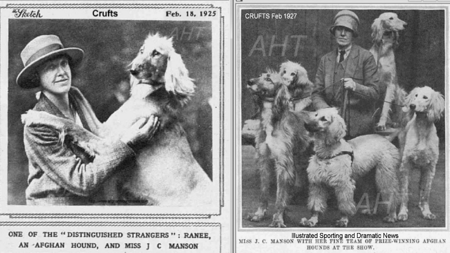 http://www.afghanhoundtimes.com Bell Murray/Cove Afghan photo gallery (Jean Manson, COVE) 