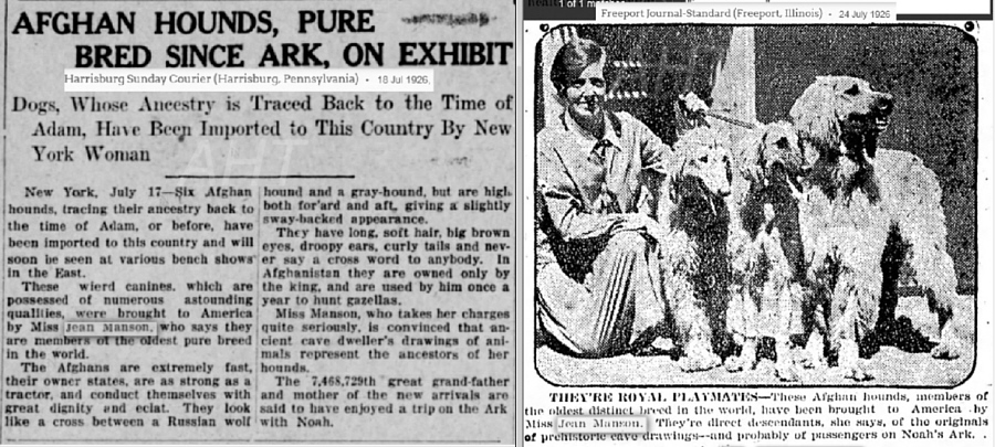 http://www.afghanhoundtimes.com Bell Murray/Cove Afghan photo gallery (Jean Manson, COVE) 