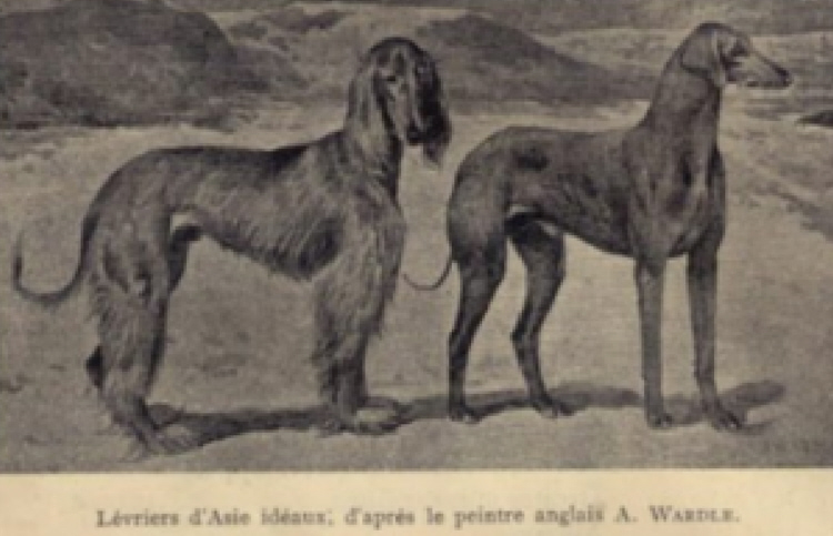 http://www.afghanhoundtimes.com RACES de CHIENS, painting by Arthur Wardle
