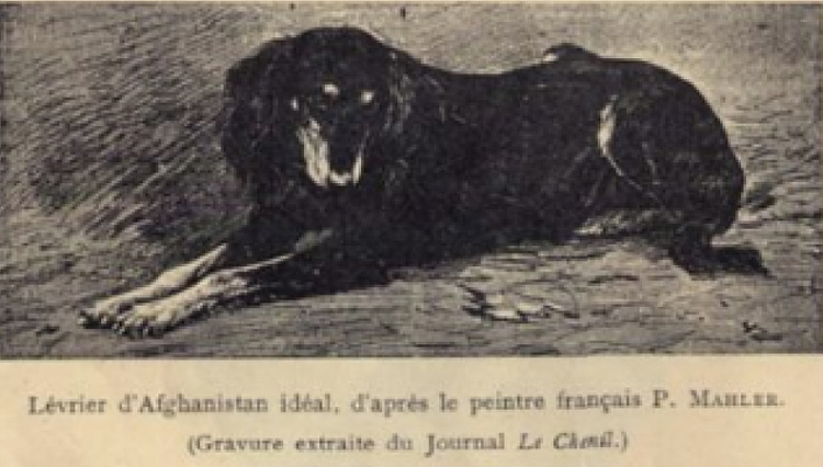 http://www.afghanhoundtimes.com RACES de CHIENS, painting by P Marlee