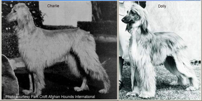 http://www.afghanhoundtimes.com photo Ch Barberryhill Charlie and Barberry Hill Dolly