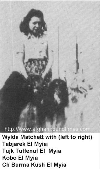 http://www.afghanhoundtimes.com Photo El Myia Afghan Hounds