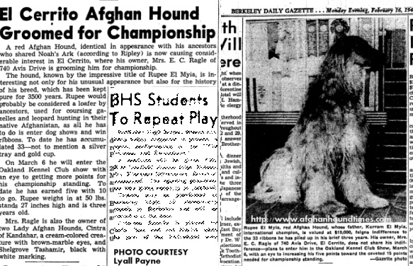 http://www.afghanhoundtimes.com PhotoRupee El Myia