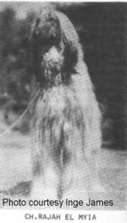http://www.afghanhoundtimes.com photo Rajah El Myia